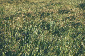 Green summer grass meadow in sunlight. Grass texture and background. Nature concept background. Natural and organic backgrounds.