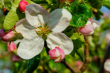 Wall Mural - Apple blossom, resh spring backgrund on a sunny day.