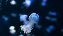 Beautiful Jellyfish In The Ocean Aquarium