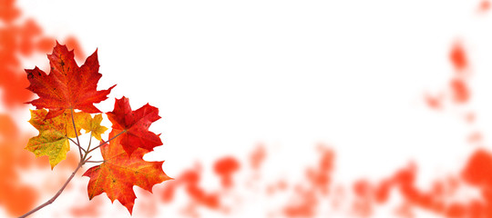 Wall Mural - canada maple tree autumn branch isolated on white