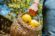 Man With A Basket Full Of Lemons Outdoors