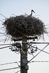 Wall Mural - A stork nest on an electric pole and a stork sitting.