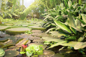 Wall Mural - Exotic plants in orangery. Tropical plant collection. Winter garden. Moscow State University botanical garden (Aptekarskiy Ogorod), Moscow, Russia