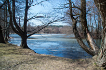 Old Trees And A Partly Frozen Pond In The Park