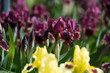 Colorful irises in the garden, perennial garden. Gardening. Bearded iris. Valery  Cat's Eye.