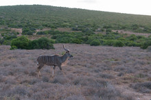 Male Kudu Antelope With Spiral Horns Walking In The Wild