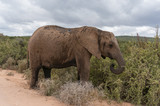 Fototapeta Sawanna - Magnificent African elephant female eating acacia trees