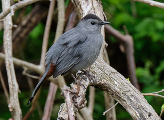 Sticker - Gray catbird