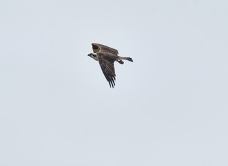 Canvas Print - Osprey in flight