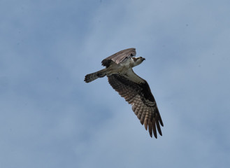 Canvas Print - Osprey in flight