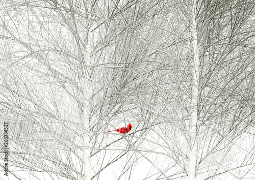 Fotografía A cardinal is seen in a tree in a snowstorm.