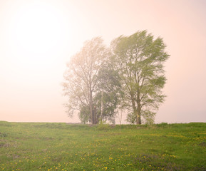 View of two trees in a green field. Sunset