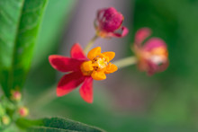 Close Up Of A Tiny Red And Yellow Flower Of A Butterfly Weed Plant