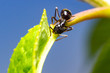 Czarna mrówka drzewna na zielonym liściu