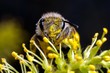 Zbliżenie na głowę pszczoły pszczolinki wiosennej