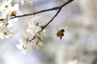 Pszczoła odlatuje od kwiatów wiśni obładowana pyłkiem