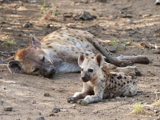 Wall Mural - from life spotted hyaenas,Kruger national park in South Africa