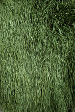 Close-up Of Wet Green Grass