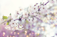 Mysterious Spring Floral Background With Blooming White Sakura Cherry Flowers Blossom And Glowing Bokeh