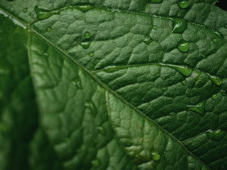 Wall Mural - water drops on green leaf background