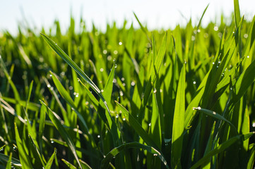 young shoots of wheat with drops of dew, close-up with partial defocus