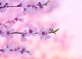 Poster - Cherry tree blossom