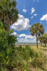 Tropical Landscape with Palm Trees and Blue Sky