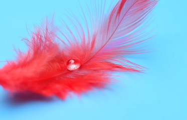 beautiful red feather isolate on blue background. Feather and water drops, beautiful artistic image, concept of dreams, love, passion. template for design. copy space