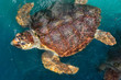 © fotoember - Turtle swimming in Project Tamar tank at Praia do Forte, Brazil
