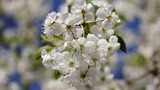 Fototapeta Kwiaty - Beautiful white cherrytree flowers close-up