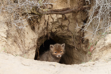 Wall Mural - red fox cubs in nature in springtime