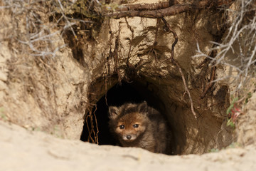 Wall Mural - red fox cubs in nature in springtime