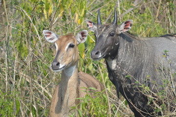 Sambhar in Rajaji National Park Uttarakhand 