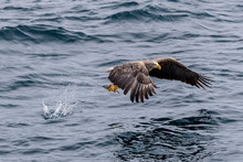White-tailed Eagle Hunting Fish