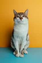 Portrait Of A Cat