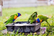 Parrots In A Garden, Australia.