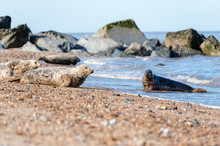 A Colony Of Seals Relax In The Sun On A Beach