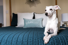 A Cute Little White Dog Posing On A Bed Located In A Modern Bedroom