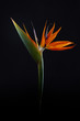 © Yaroslav Danylchenko/Stocksy - Fresh exotic strelitzia flower isolated on a black background