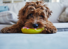 Puppy Dog Sat With His Squeaky Toy Donut