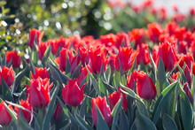 Red Tulips In The Evening On The City Flower Bed