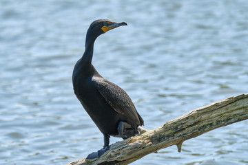 Poster - Cormorant on a branch