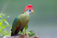 Red-crested Turaco (Tauraco Erythrolophus), Native To Western Angola