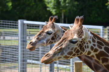 giraffe in the zoo