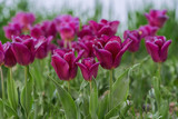 Fototapeta Tulipany - Tulipany w kolorze burgund