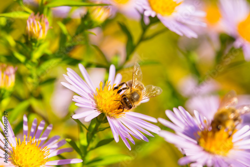 Biene auf Blüte im Garten