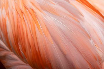 Wall Mural - Closeup of American Flamingo Wing (Phoenicopterus ruber), Native to the Americas