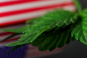 Medical Cannabis Leaf USA - green fresh marijuana leaf and American USA flag on the black mirroring background.