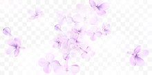 Floral Spring Background With Purple Lilac Flowers