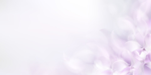 Wall Mural - Soft spring background with purple blurred flower petals